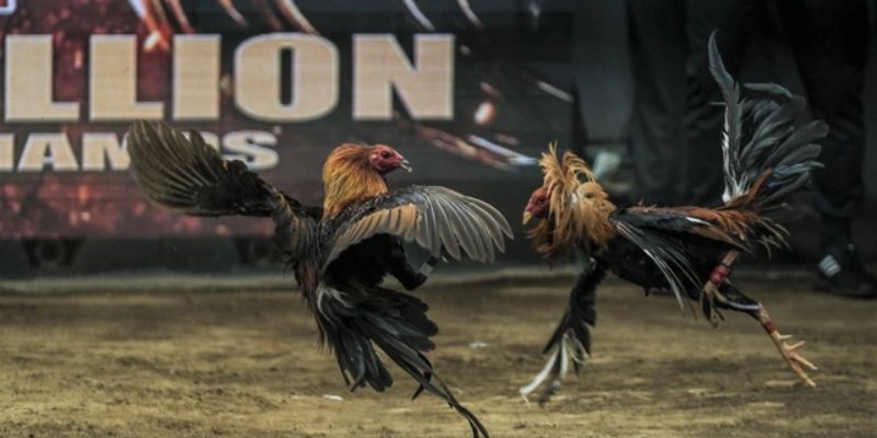 Đá gà Phillipine Các lưu ý quan trọng khi chơi đá gà Phillipine tại FM88