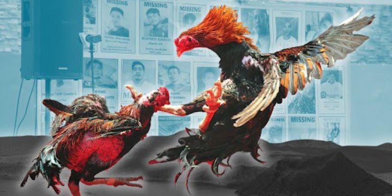 Giới thiệu về đá gà Phillipine tại FM88