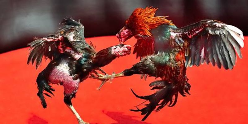 Đá gà c2 Kinh nghiệm và chiến thuật chơi đá gà c2 hiệu quả