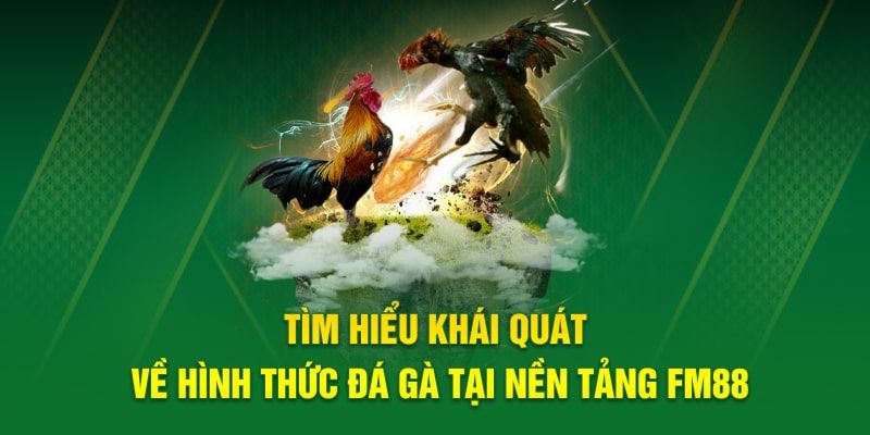 Đá gà FM88 Tại sao đá gà FM88 ngày càng được yêu thích?
