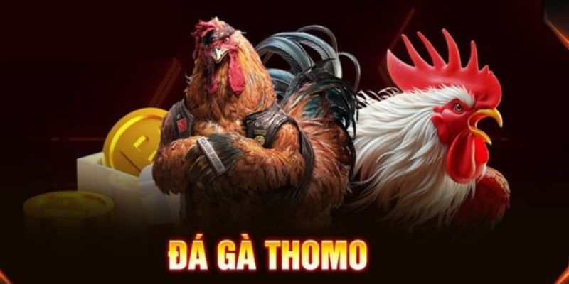 Tìm hiểu về đá gà thomo campuchia