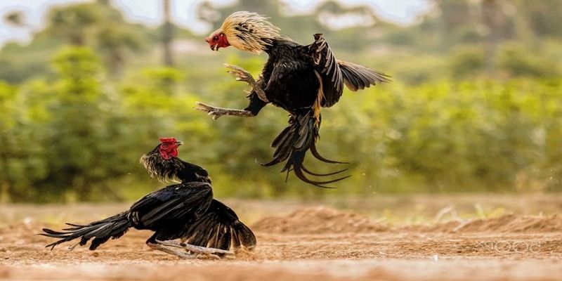 Tổng quan về đá gà c2 và sự hấp dẫn tại FM88